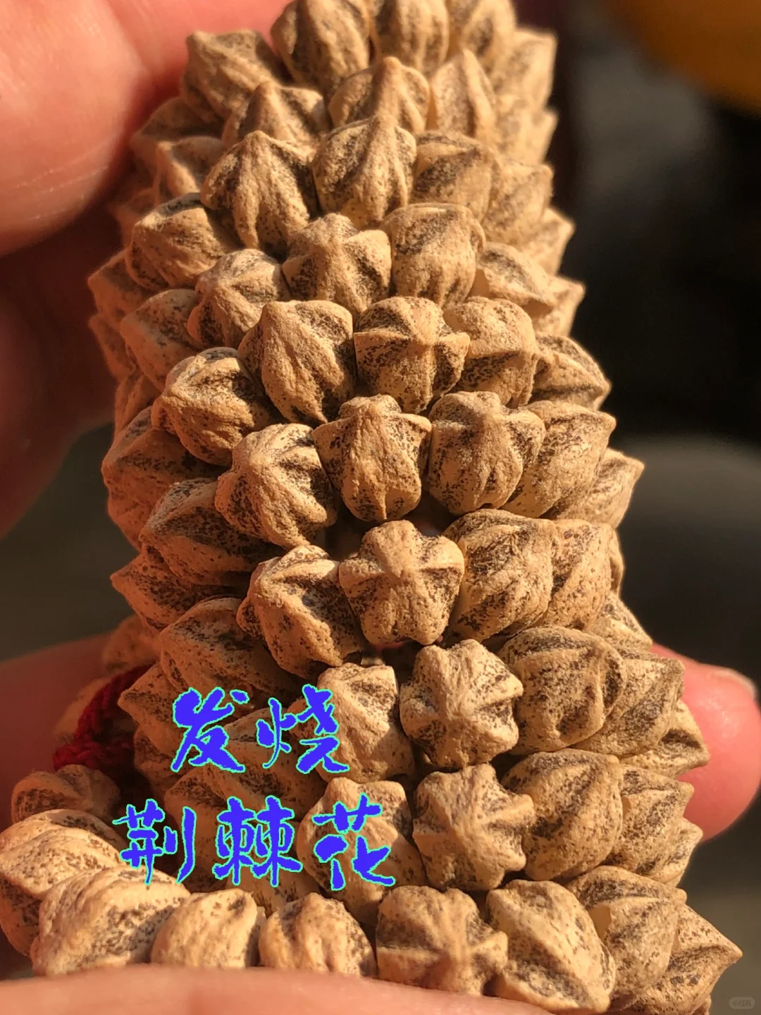 发烧款荆棘花很特别的一款藏切