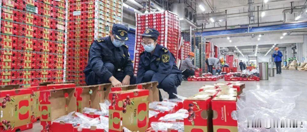 超7800吨！新产季首船“车厘子快线”到了。[嘘]
12月初，一艘装载着超过七千