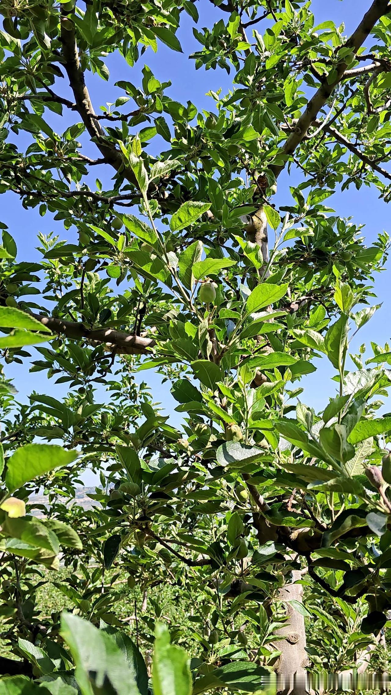 想要活的长寿，做到以下这几点，都能过百岁。

少生气。
7分饱控制腰围。
囤肌肉