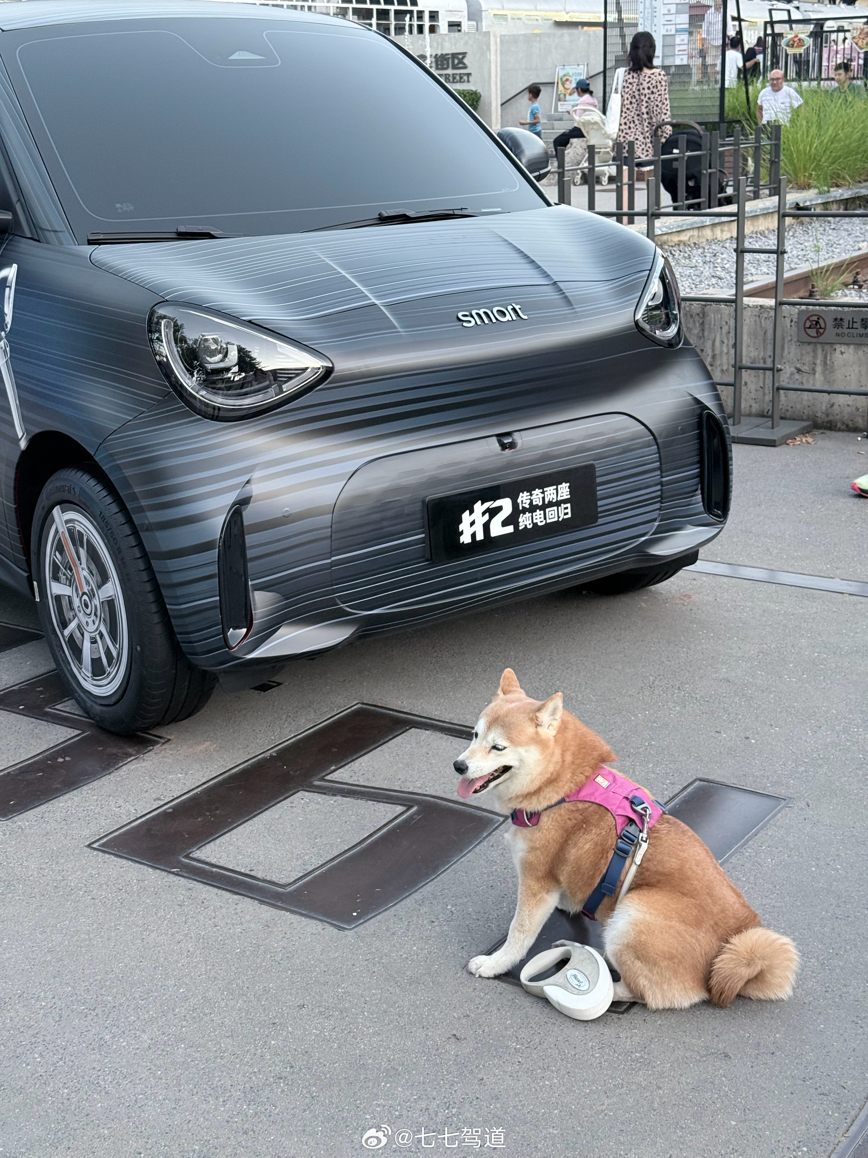 798偶遇smart 2号好可爱的🚗和🐶 ​​​