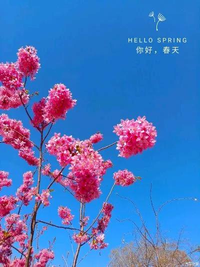 春天来了，细雨把干渴的土地浸湿，草芽儿出土，树梢儿吐绿，细雨就好像是专门等着给植