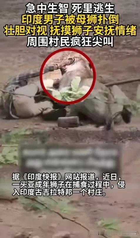 中国网友为什么对印度这起“摸狮子脱险”的新闻这么上头。一个印度牧牛人被母狮按在地