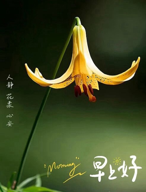 早安早安 生活，一半烟火，一半清欢；人生，一半清醒，一半释然；新的一天，愿我们的