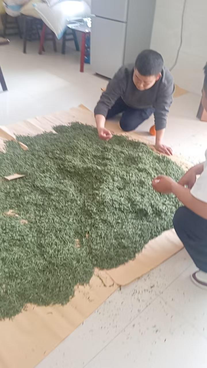 《龙眠红叶赋桐城》

枫林红叶
 
        我是漫山枫林红叶，扎根桐城龙