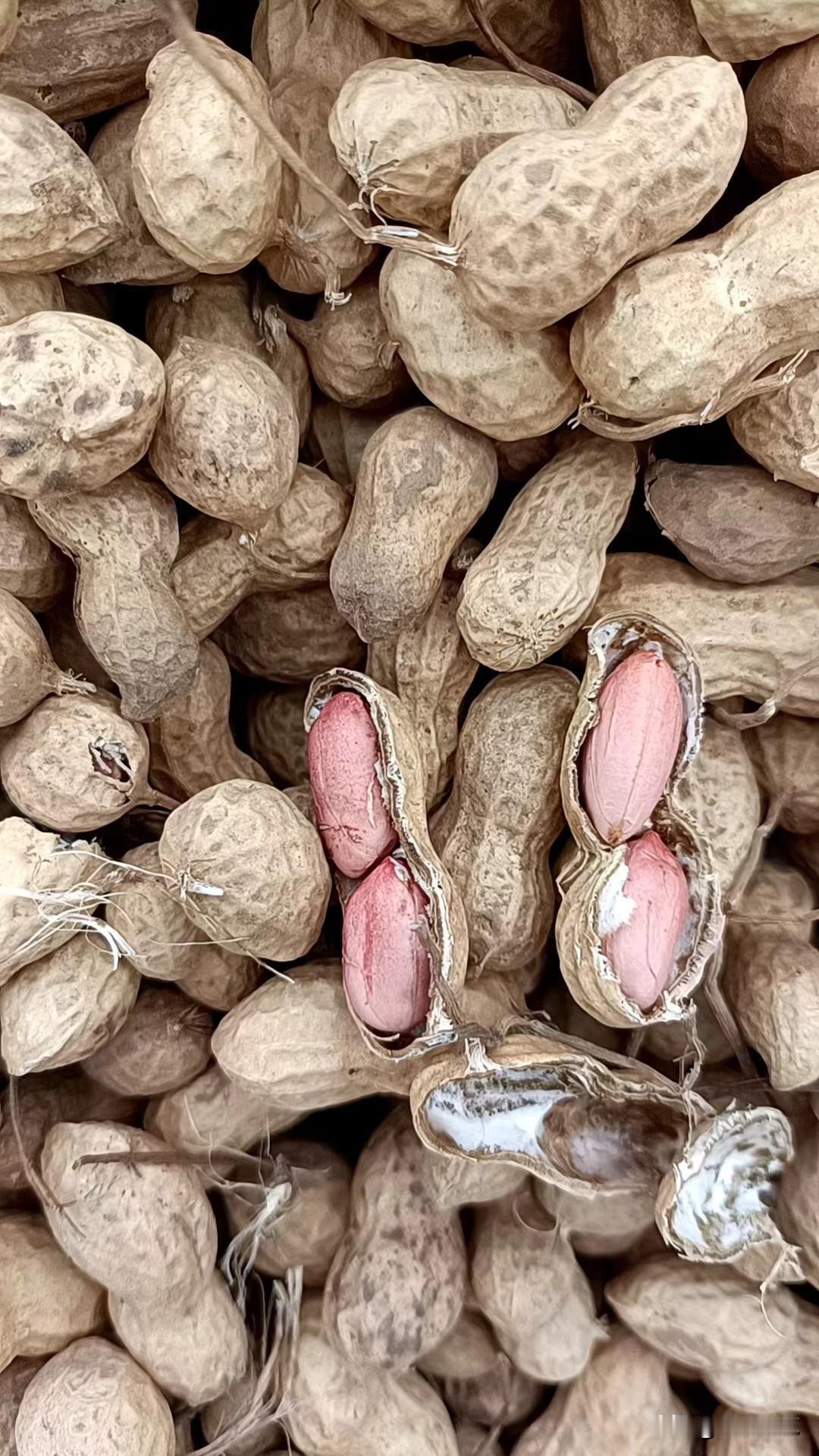 麦茬花育大杂米通米收3.4-3.5左右，好的3.5-3.6左右，8筛精选米装4.