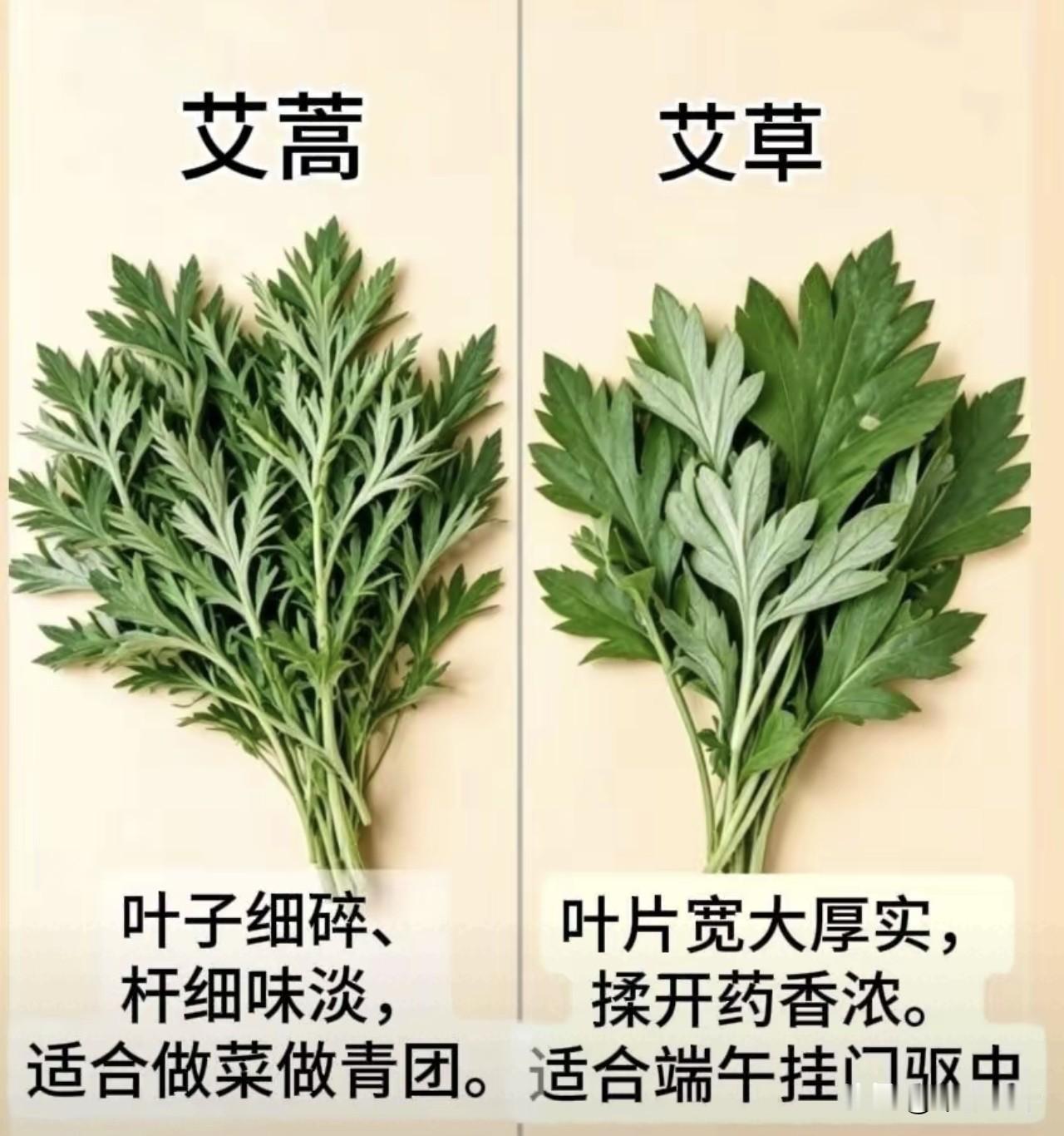 端午节挂艾草，别再摘错！青团用艾蒿，端午挂艾草，俩完全不是一种
 
每到春天就分