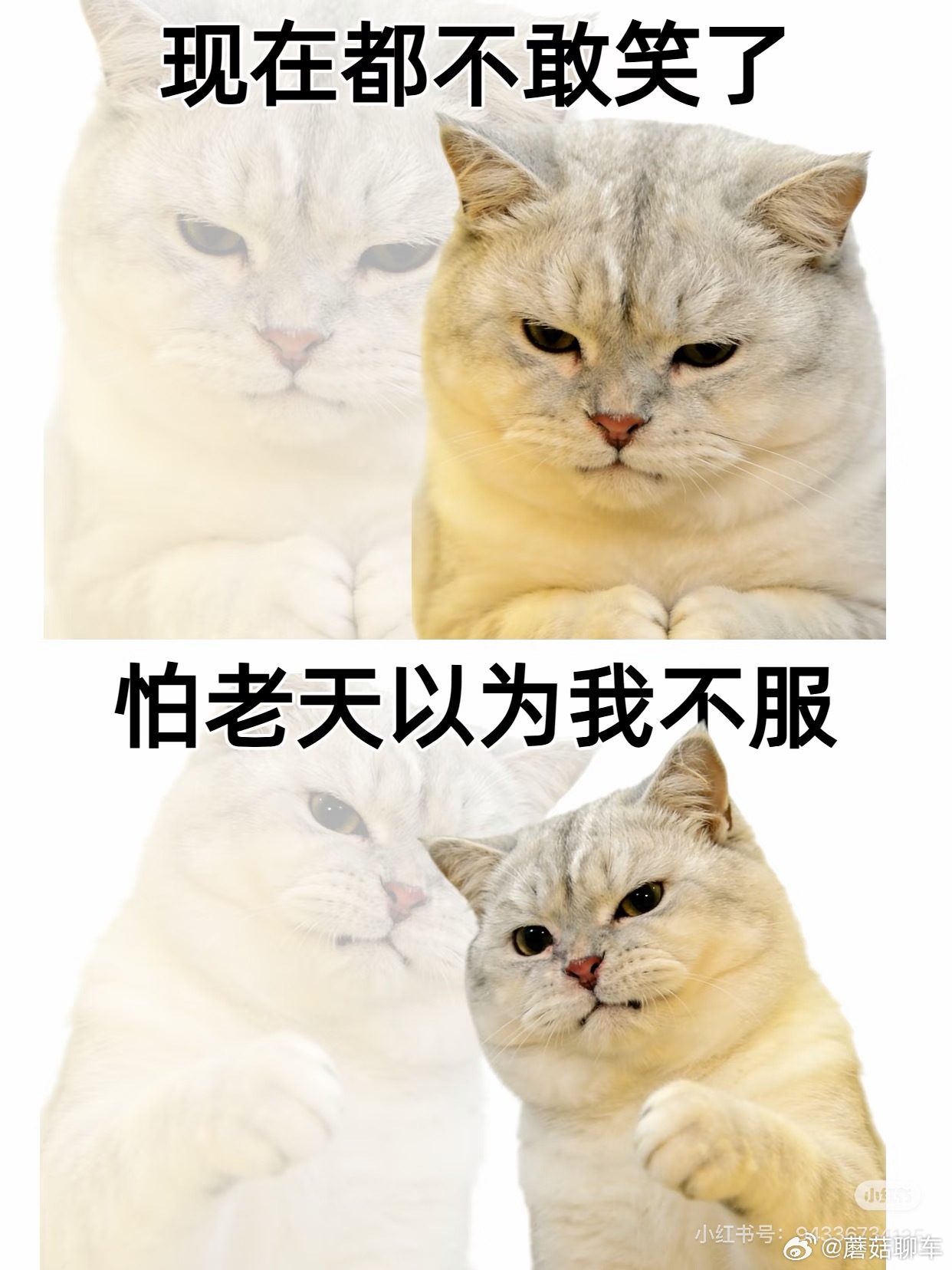 最近的精神状态be like this不甚开心～ 