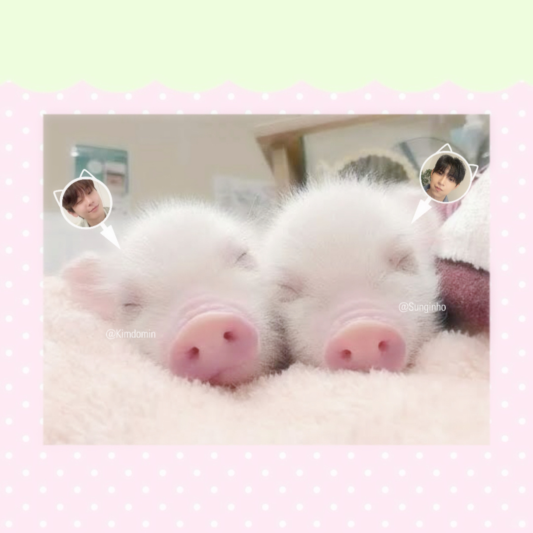 家产是两只萌萌的小猪呀｡>🐽