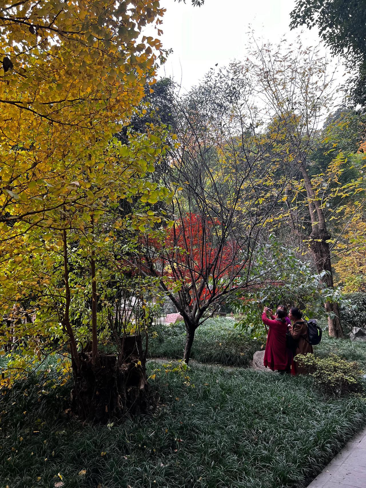 #一张图记录秋日生活#秋天虽然树叶飘落，但留给我们的是五彩斑斓的色彩，秋天是多彩