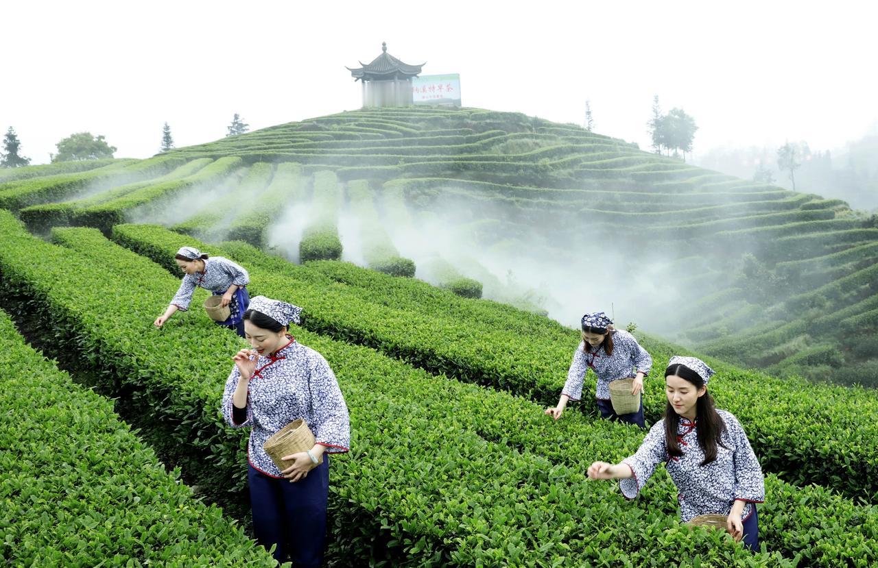 探索泸州纳溪，醉美之旅不容错过！

山河明月醉酒城 
漫步在泸州纳溪的这幅酒香画