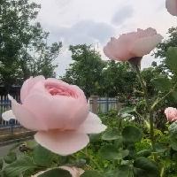 我的今日状态：😁轻松愉快
我这里的天气：☀️晴天
今天是母亲节，喜欢过洋节的年