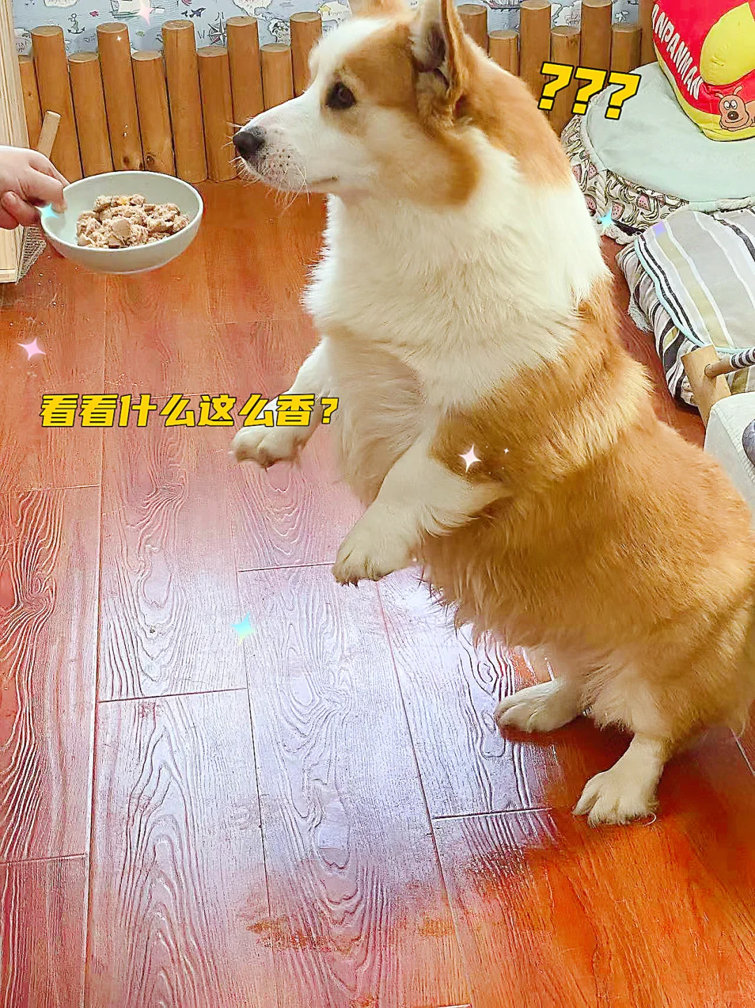 新鲜的狗粮推荐！