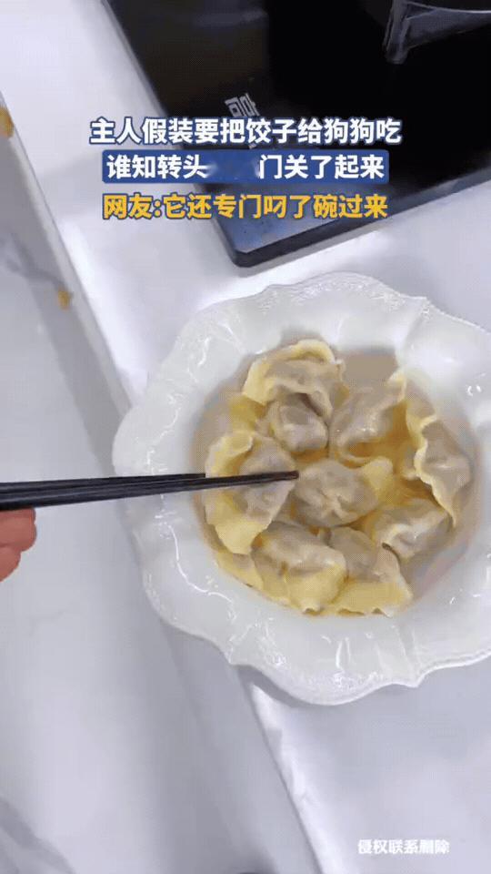 主人骗狗吃饺子，下一秒主人的举动直接把我整笑了。
 
主人拿着筷子夹着饺子，凑到