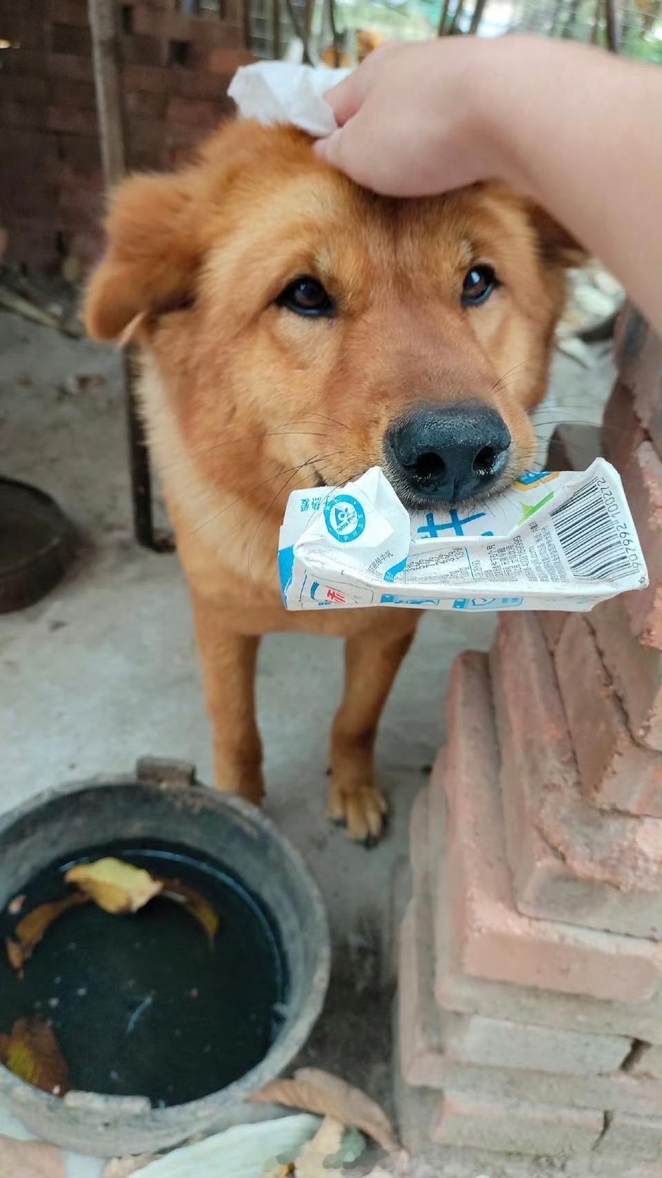 小狗叼东西证明自己不咬人乖宝宝乖宝宝！如果我去了，修狗要被我rua秃，这么乖