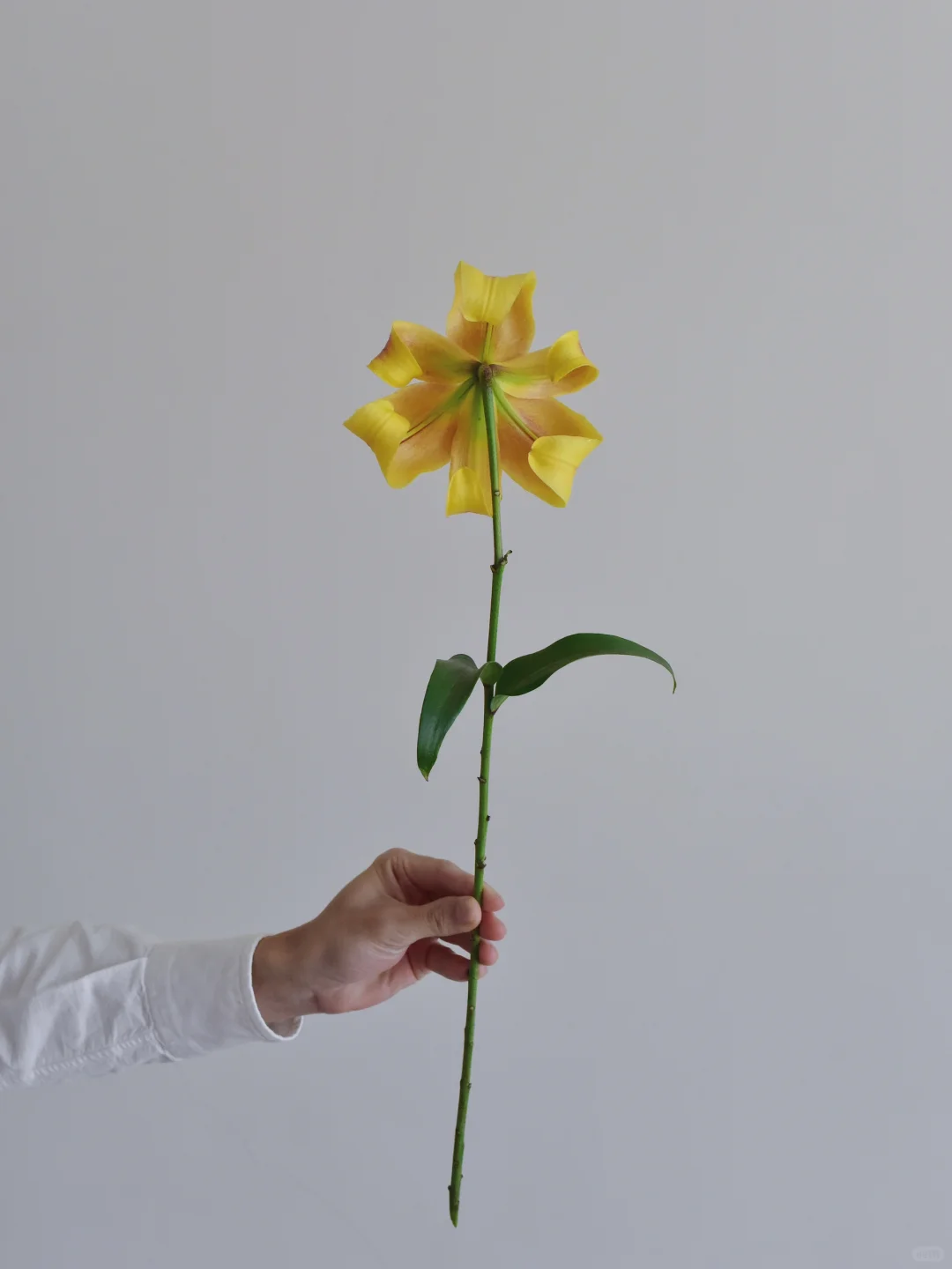 百合·辉煌之梦