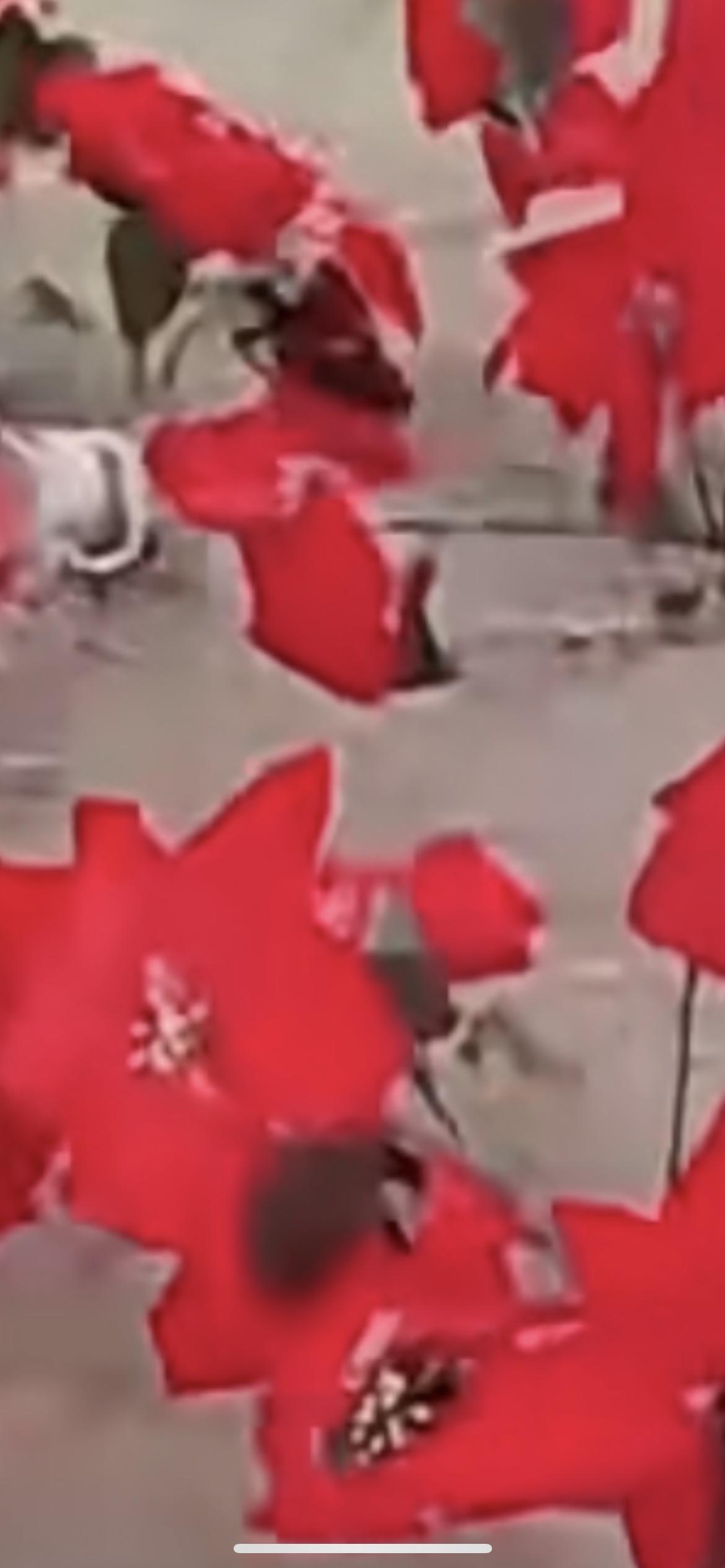 近日，有网有称天津明珠公园工作人员在地上插假花并浇水引争议，公园回应：把假花的枝