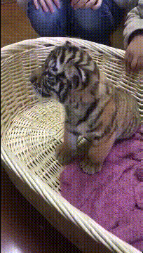 总感觉这只猫咪不太对劲，可能养不起