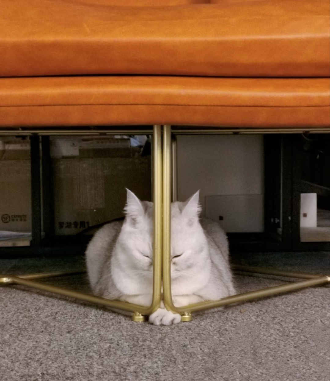 小猫的心思你不要猜 