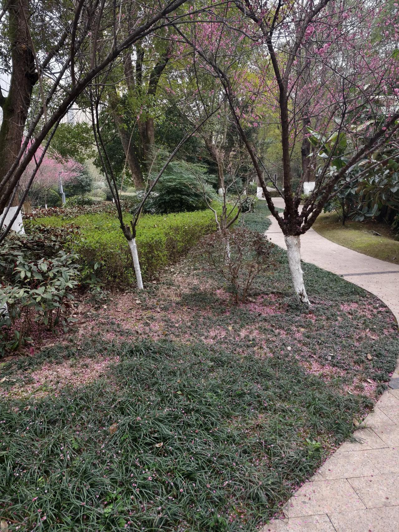 红梅在哭
        ——南木子
红梅花开惹人爱，
娇妍芬芳多风彩。
谁知近