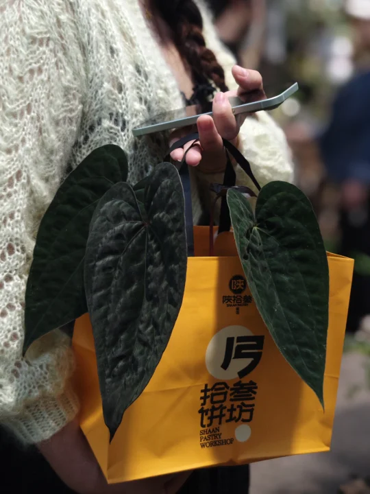 没什么烦恼，是一盆喜欢的绿植解决不了的[爱心R]