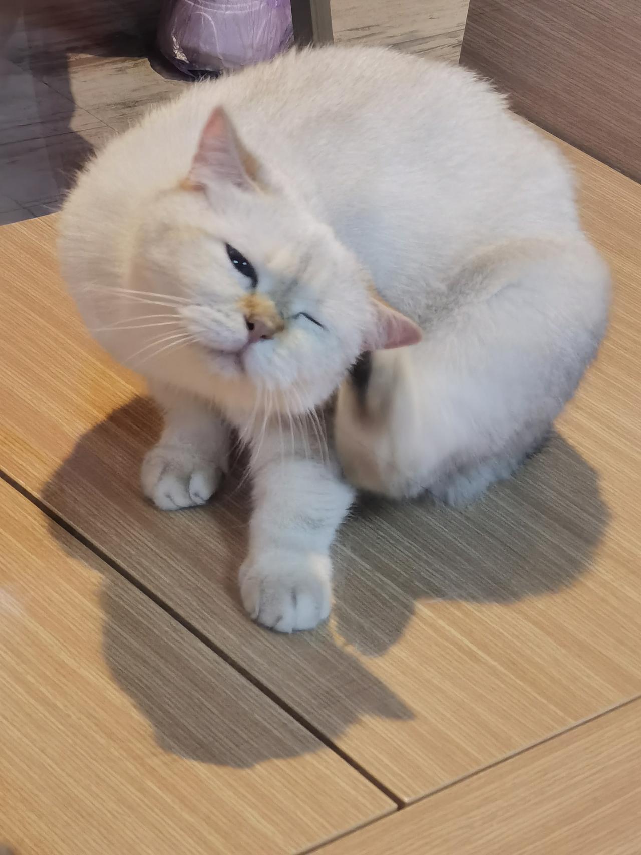 很多人说猫养不熟，给吃的也不亲，叫它也不理。