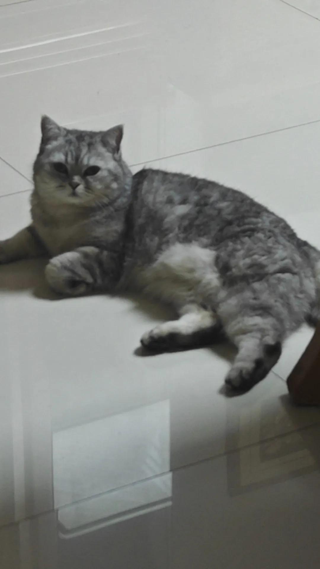 猫的眷念。

连续三天，我都住孩子那。

第四天晚上，我推开家门时，我想念的猫正