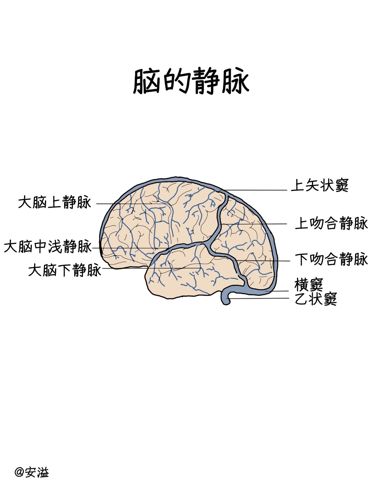 🥼笔记‖脑的静脉