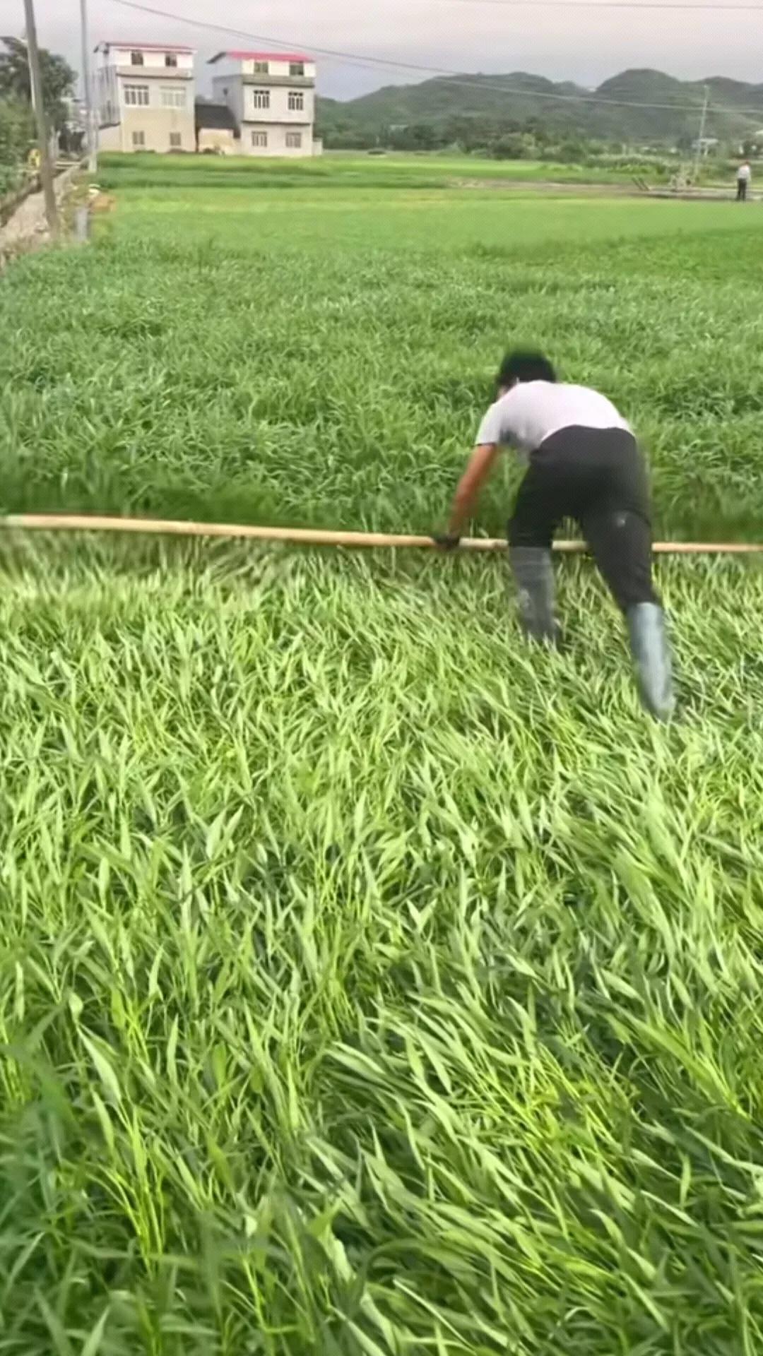 不懂就问，菜农为什么要把空心菜全部压倒在田上呢？这样压倒有什么作用啊，空心菜还能