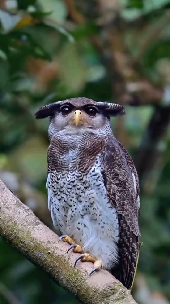 还是老规矩，挑溢价率低的etf买，不要傻鸟一样一窝蜂都跑去纳科，我是不会买纳科的