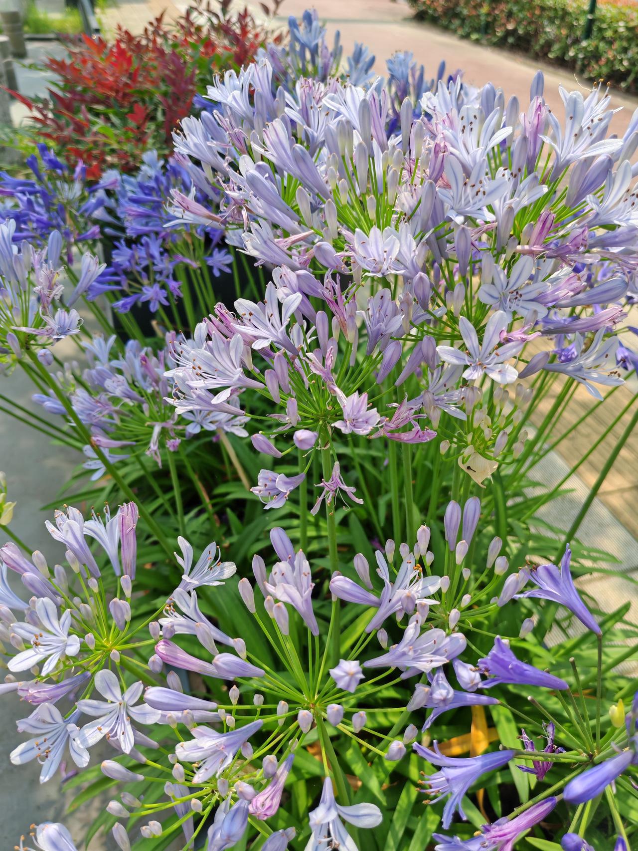 百子莲原产南非，因花后结大量种子得名，学名 Agapanthus 由“爱”和“花
