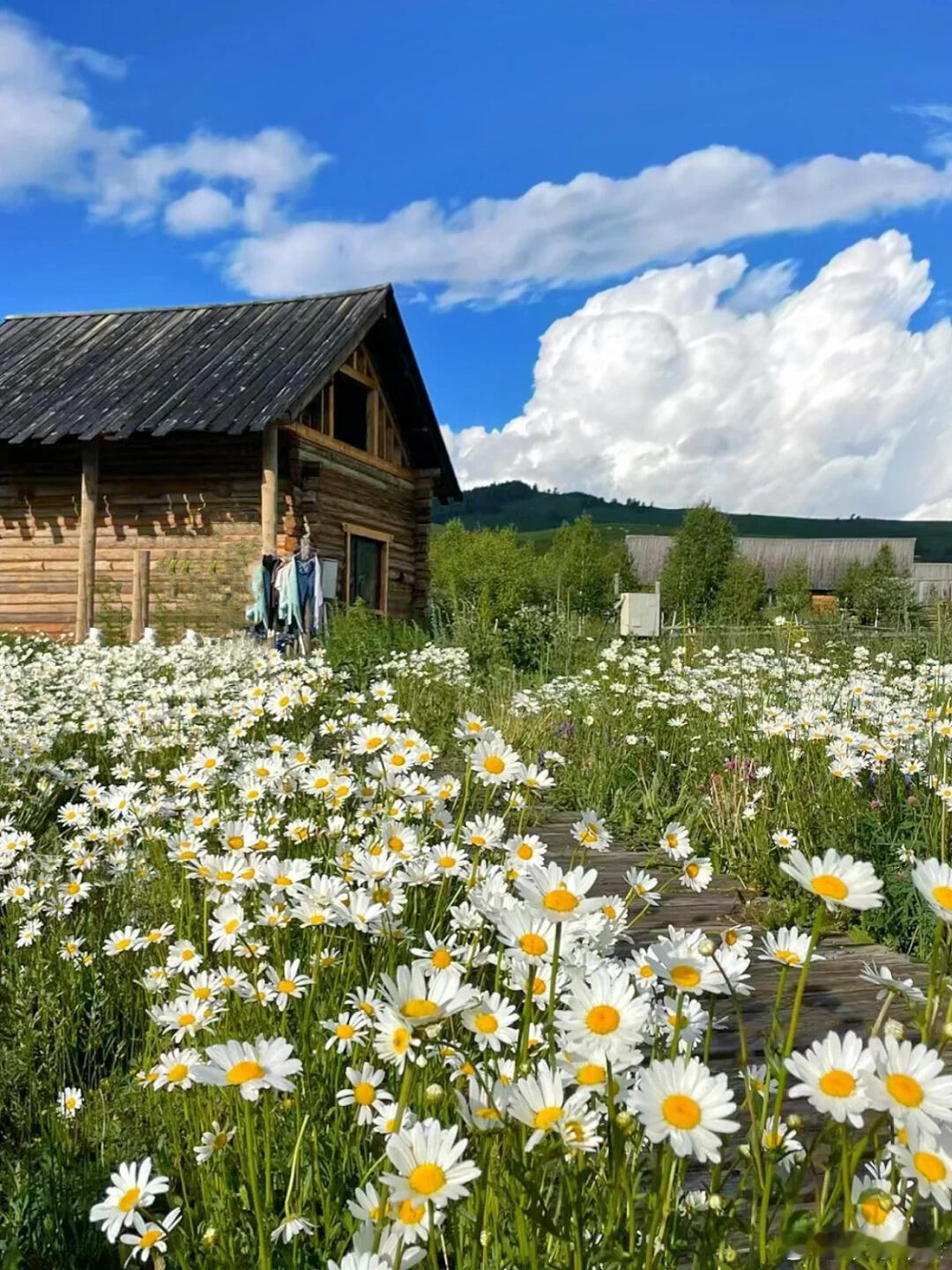 #放弃百万年薪他去阿勒泰养马放牛#身心上的疲惫在那一瞬间就得到了放松，也是一个很