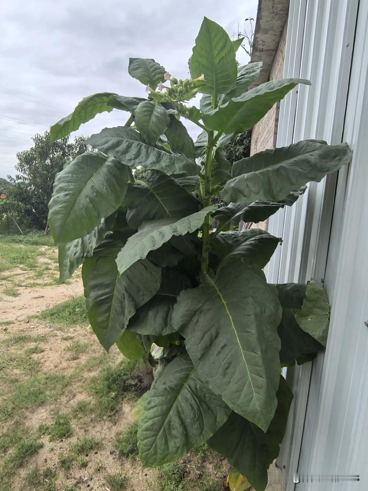 你能认出这是啥植物吗？[呲牙]突然觉得好玩，看看还有谁认识它。小时候在乡下屋前屋