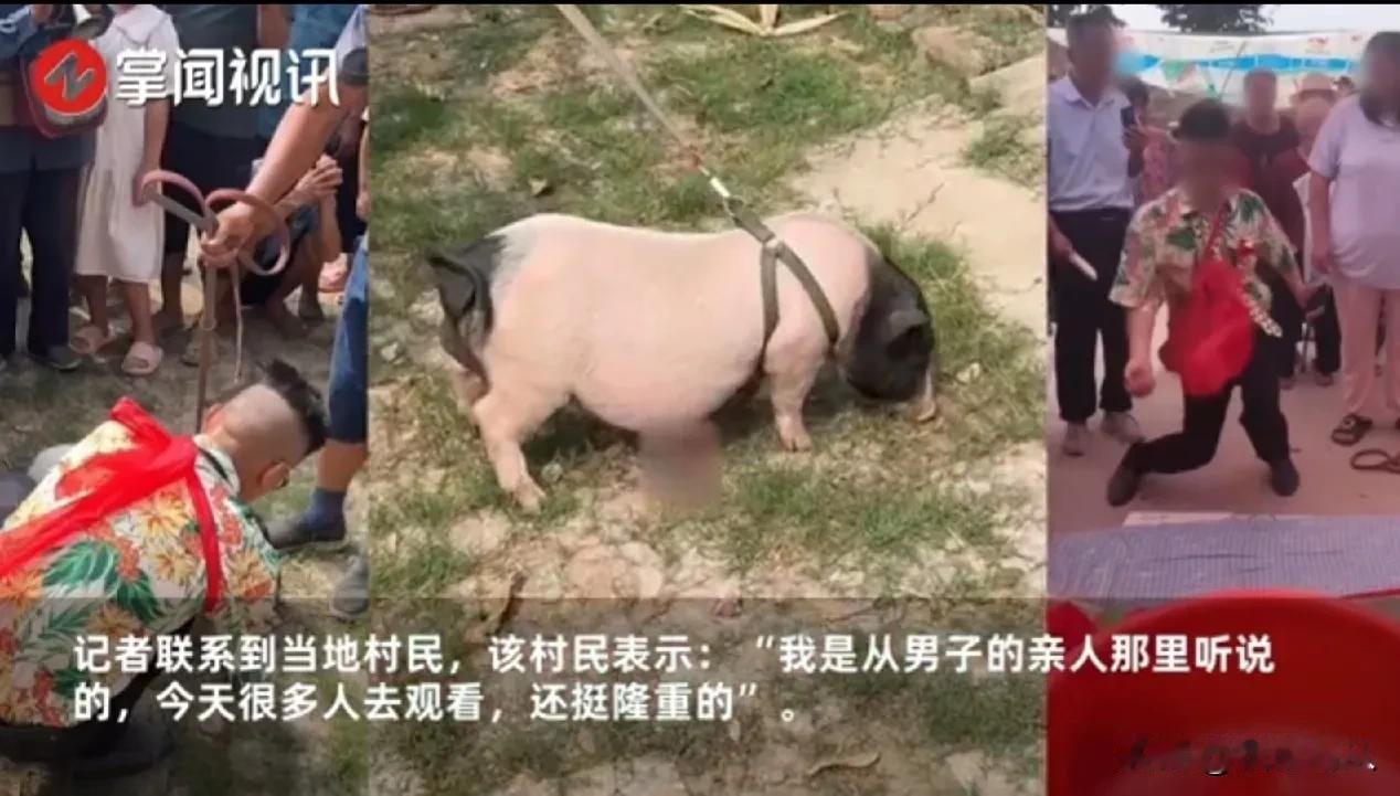 太奇葩了，河南一男子和猪举办婚礼，而且办得很隆重。听说他的目的是为了博取流量。现