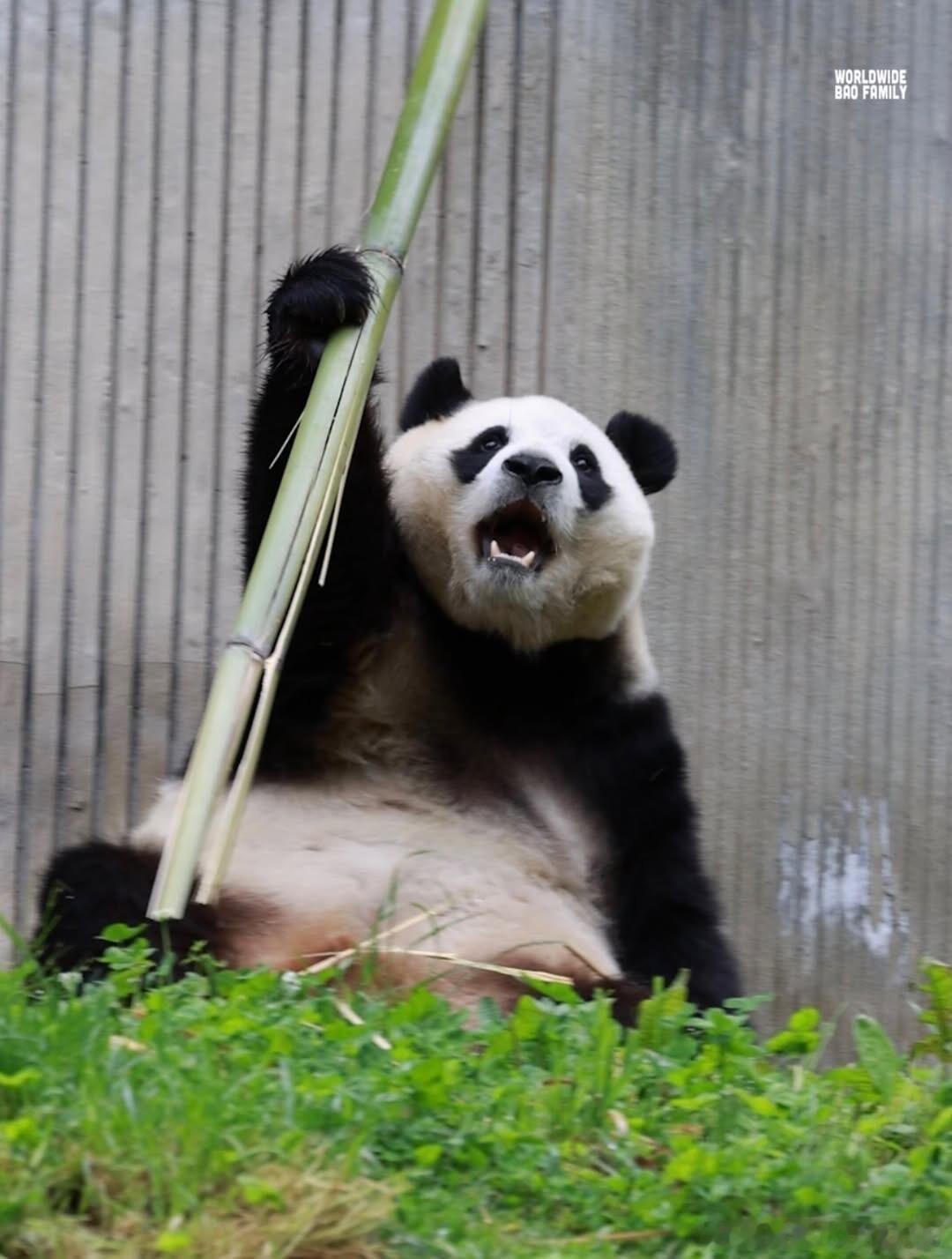 福宝：和我一起冲鸭～ 