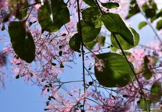 今天小满
          小满·曾国藩
       花未全开月未圆，
  