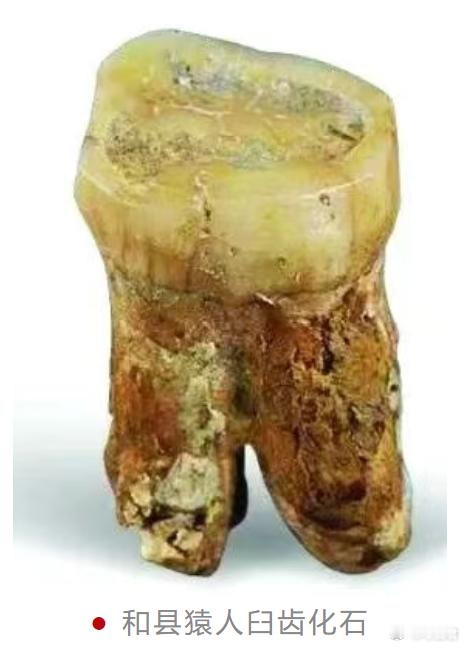 考古新发现 和县猿人遗址 1980-1981年，安徽省马鞍山市和县猿人遗址出土了