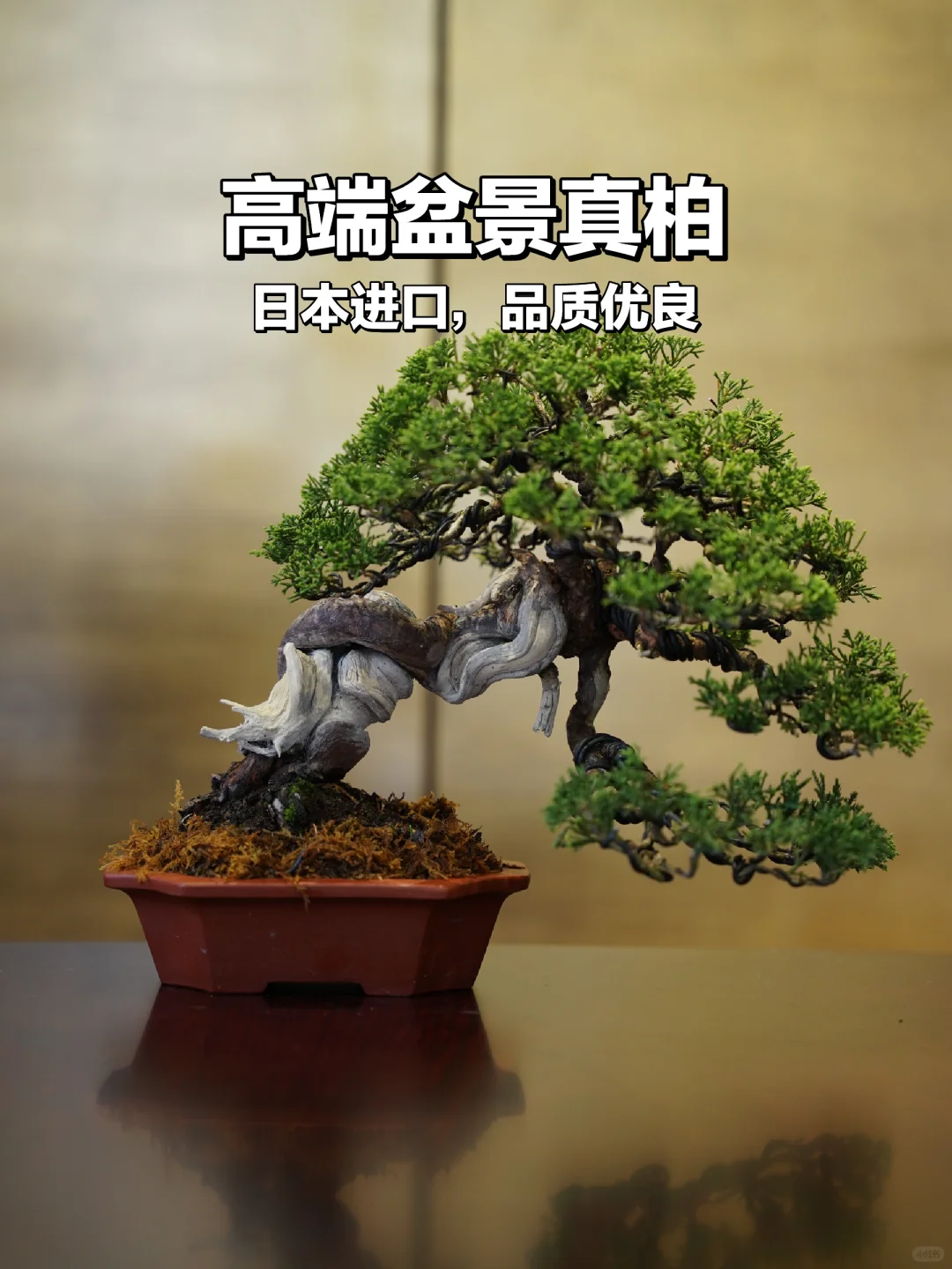 🌲日本小品系真柏盆景🌿