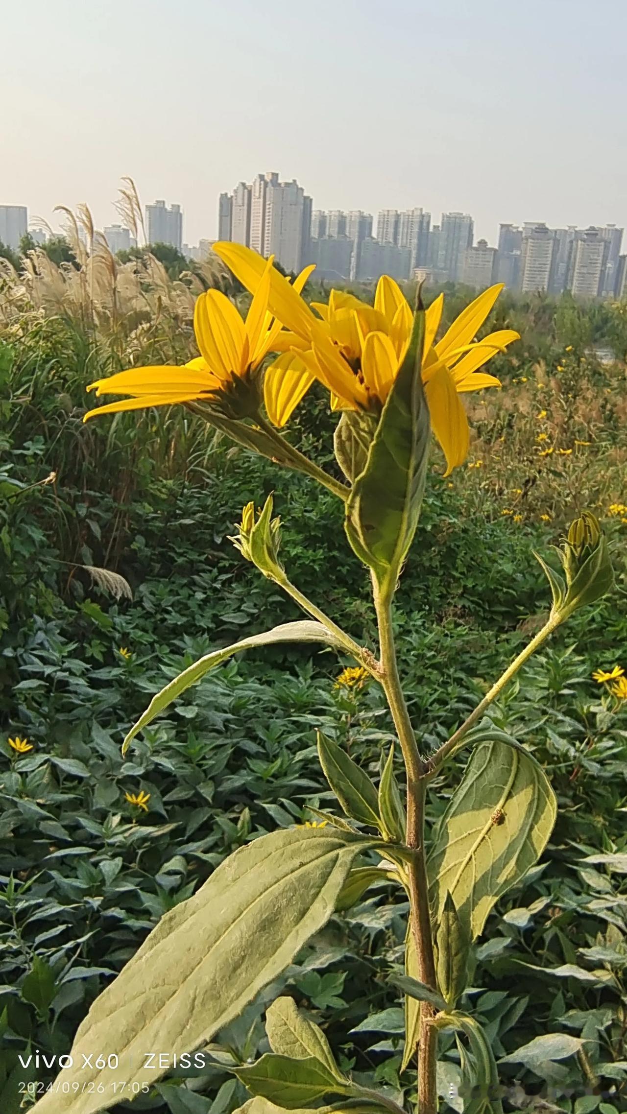 下午，午休后，沿渭河南岸东行到古渡廊桥拍夕阳，途中看到芦苇丛中开着小黄花，看花杆