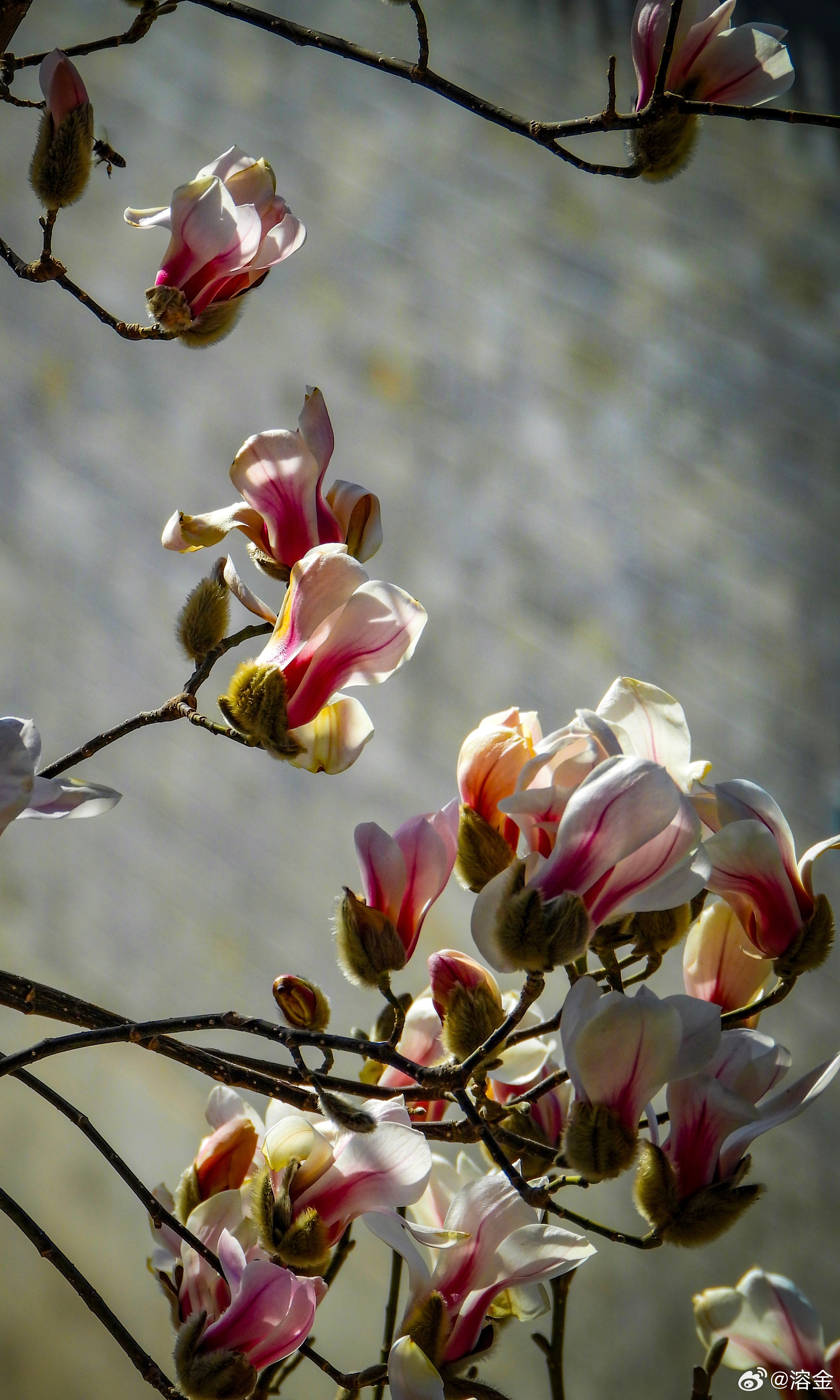 【颐和园玉兰花开】颐园春未满，玉兰破寒开。粉晕凝脂色，清香入画来。摄影
