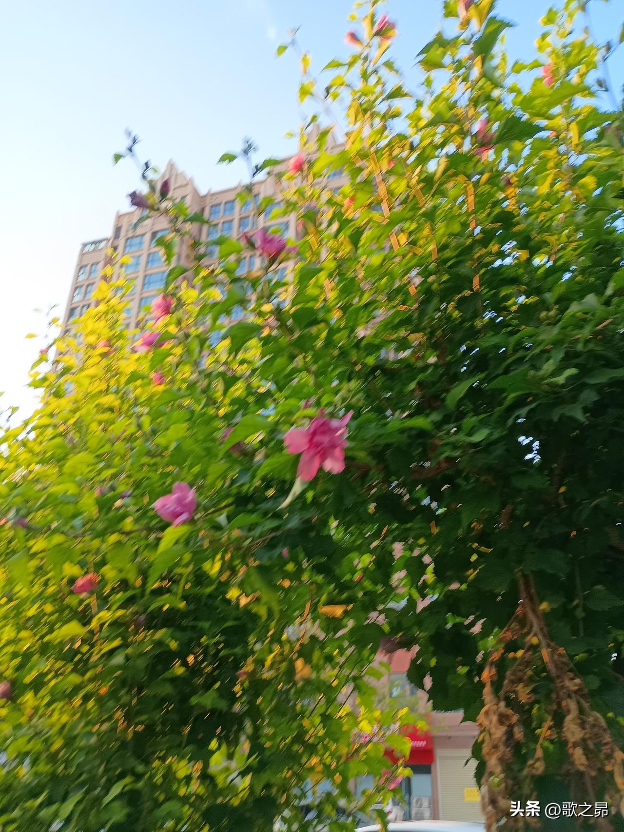 七绝｜台风白海豚登陆
跌宕流连白海豚，
踟蹰登陆向城垣。
风云再起缠绵雨，
伏热