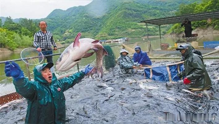 湖南鱼塘神操作！万斤辣椒喂鱼竟吃出神仙口感，这波操作太秀了
 
湖南养鱼界出了个