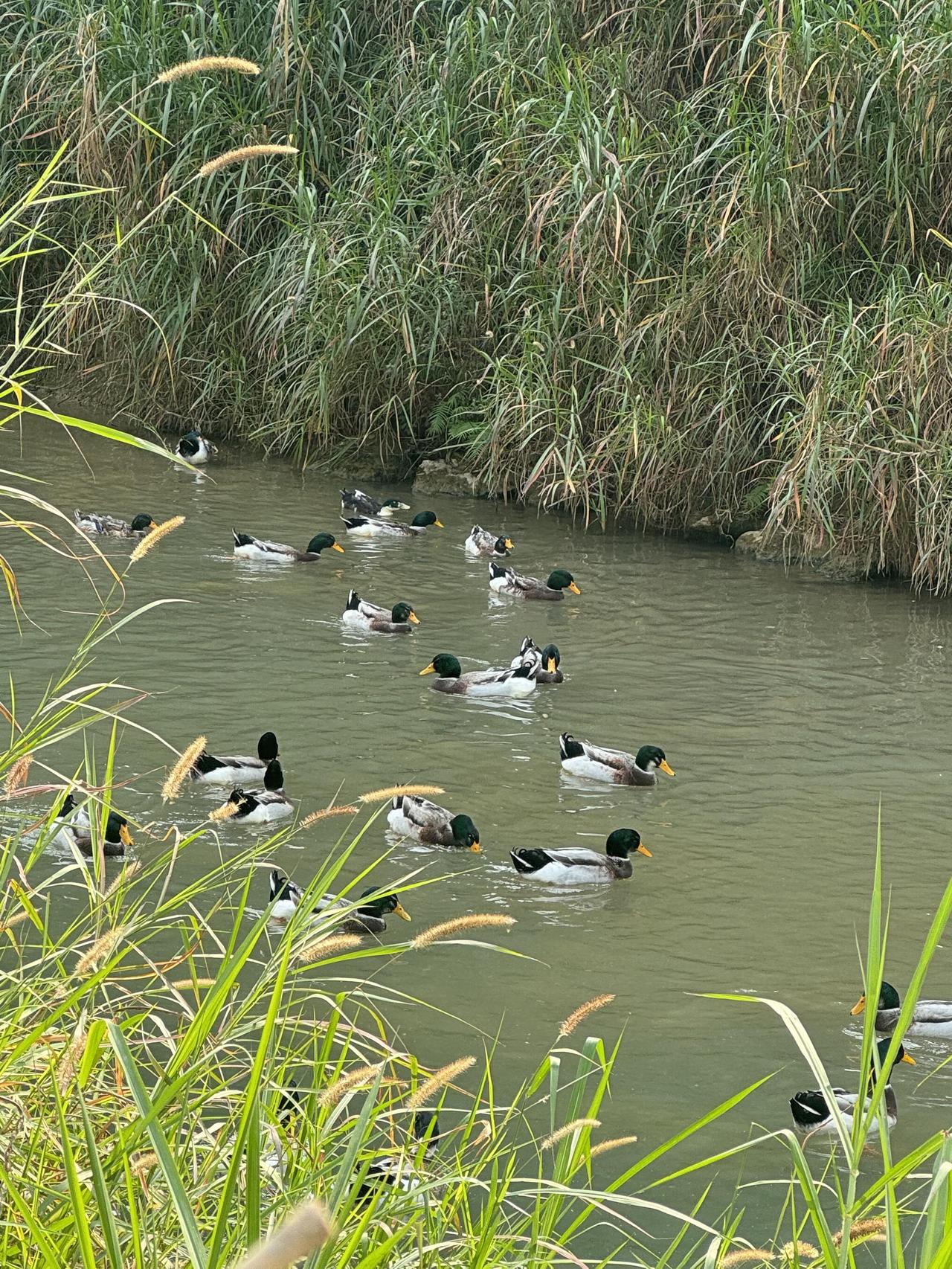清晨被浐灞湿地公园一群绿头野鸭治愈了。
