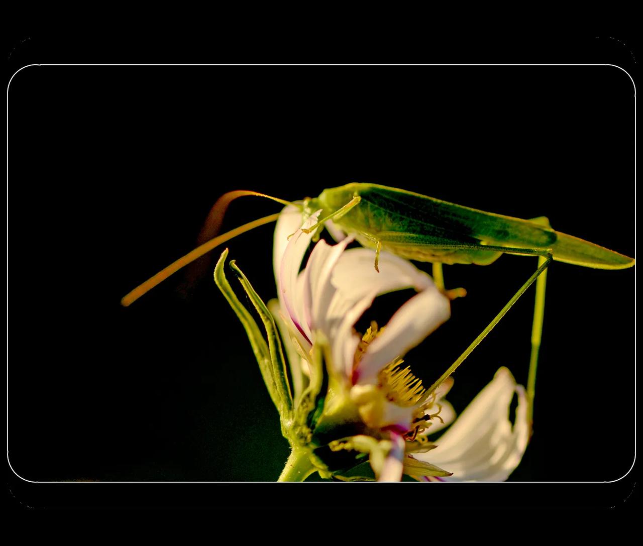 《花儿与蚂蚱》

【原创】
  #中国摄影圈#  #花花草草#