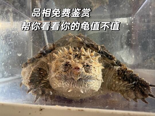 佛鳄的问题随便问，知无不答