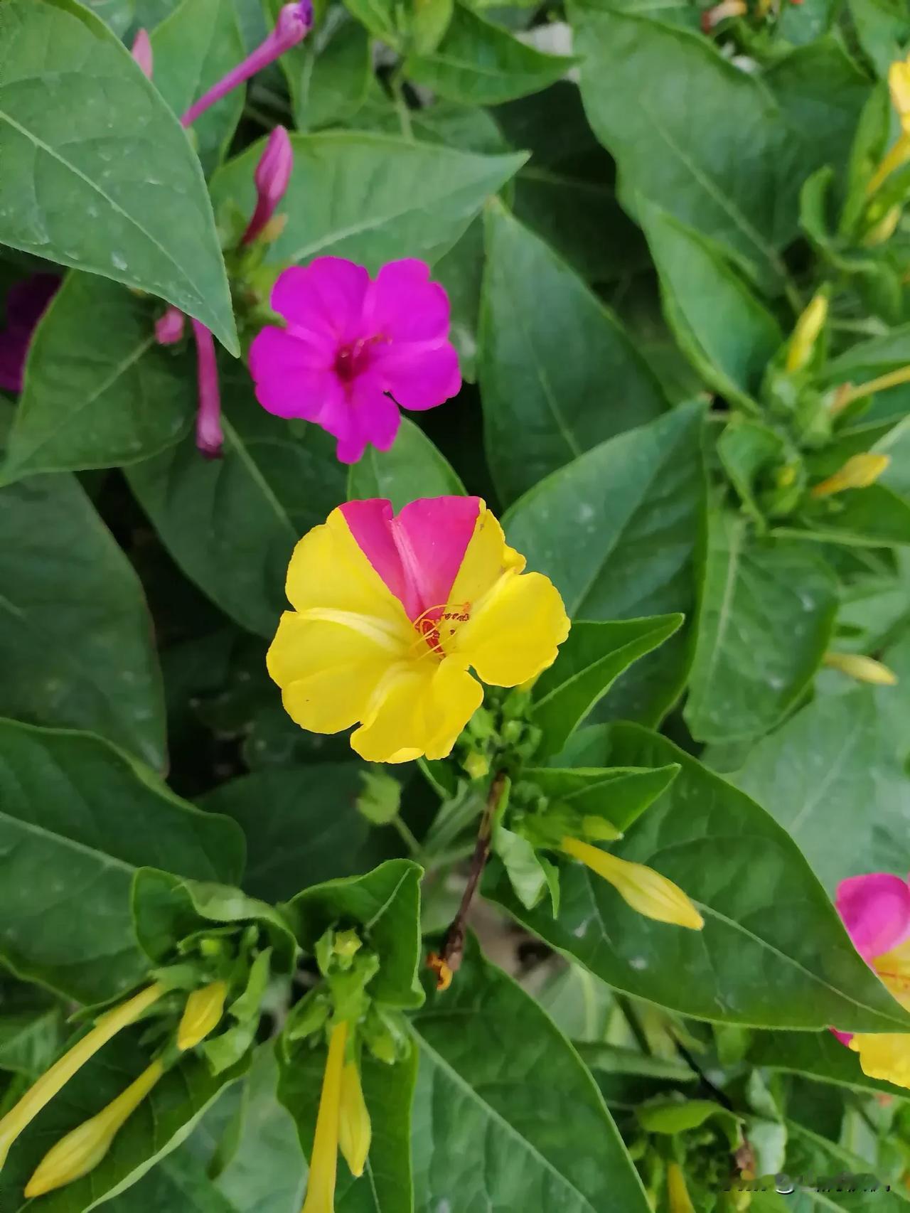 寻常的紫茉莉总守着一身浓艳的紫，偏这朵偷裁了半瓣明黄、半瓣嫣红，把两种截然不同的