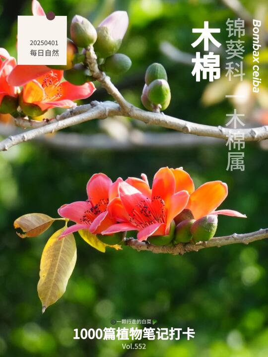 植物笔记552｜木棉花的春日浪漫你打卡了吗