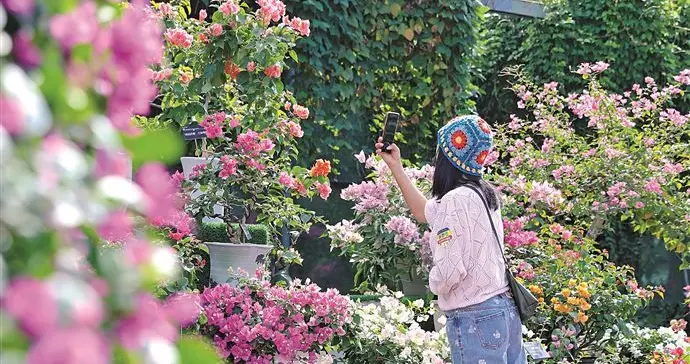 簕杜鹃怒放 来看看植物的拼搏劲儿