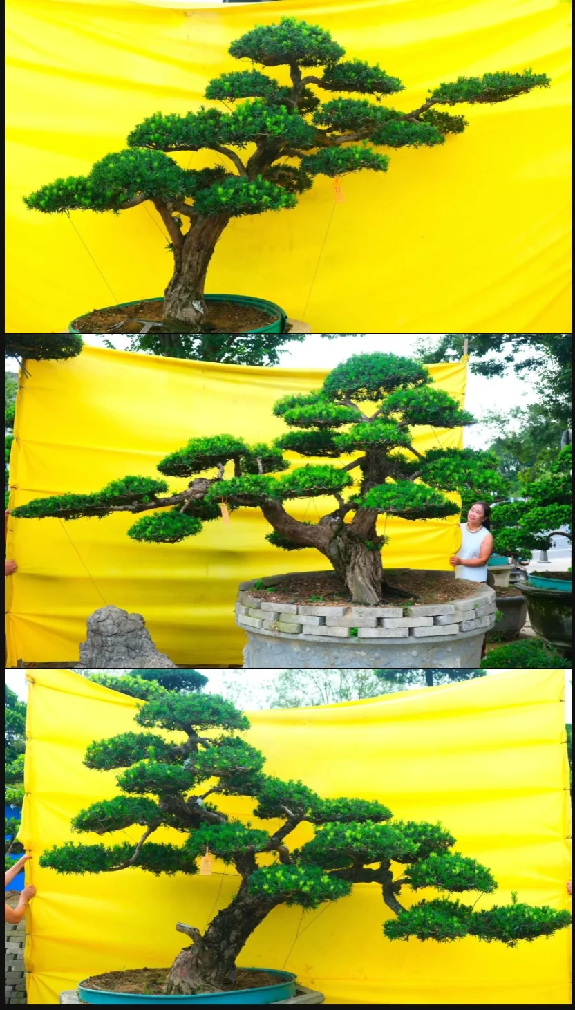 什么“神仙颜值”罗汉松！