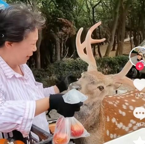 宠它不商量，就是这座城所有市民的素质。
    它性格温顺、长得还漂亮，它的家族