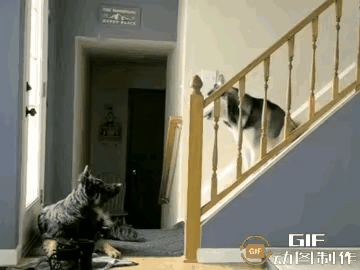 二哈：你是哪里来的毛贼敢私闯我的领地？信不信我摇狗群殴你！？
警犬：老子东厂锦衣